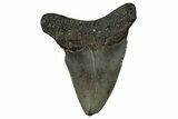 Serrated, Juvenile Megalodon Tooth - North Carolina #351185-1